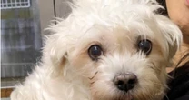 病気やケガが治らない保護犬猫を高額の医療費をかけて「看取る」ために引き取る本当の意味