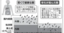 実は「歯磨きのタイミング」を変えるだけでいい…９割の人が知らない「最強の腸活」のやり方