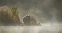 牛の殺害を繰り返すヒグマ「OSO18」は「動機も正体も一切不明」…北海道に潜む”謎だらけの怪物”の実態に迫る！