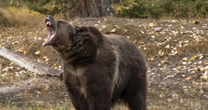 「牛を襲うことを楽しむ」猟奇的なヒグマ「OSO18」がもたらす苦悩とは…酪農家たちも「笑うしかない」酷な現実