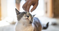 「窓から入ってきたネコを飼い始める」「絶縁した父親と再会」…全てを失った元AD会社社長が取り戻し始めた「人間の生活」