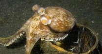 「脳が大きいと長寿命」衝撃の真偽…じつは、当てはまらない残念な生物がいる。「常識」が通じない、納得の理由
