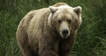 「1年で牛28頭がヒグマに襲われる」被害が北海道で発生…現場の「物的証拠」から浮かび上がる”未知の個体”の姿