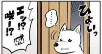【マンガ】階段の下から白柴の呼ぶ声が…甘えん坊すぎる「その後の行動」とは