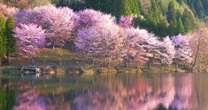 「桜があるから生きられる」…大学生時代に結核になった私が「桜」に救われた理由