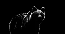 遂に正体不明の凶暴ヒグマ「OSO18」の撮影に成功!?…罠を学習した”怪物”の捕獲を阻む「大きな壁」