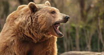 牛を襲うヒグマは、なぜ「食べないのに襲うのか」…罠にもかからない”怪物”の捕獲の「難しさ」と混乱する現場