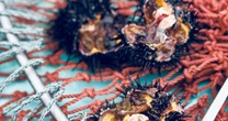 漁獲量の減少、磯焼け…地球温暖化による「海と魚」に起きている問題にどう向き合うか