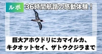 36時間航路バードウォッチングの感動体験！巨大アホウドリにカマイルカ、キタオットセイ、ザトウクジラまで次々出現した奇跡の瞬間