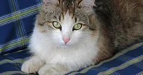 猫は「おすわり」できるのか。動物行動学のスペシャリストが教える「できる猫」に共通すること