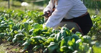 【難解クイズ】なぜ東京都に近い千葉県や茨城県で「農業」がさかんなのか？ 親子で知りたい「納得の理由」【社会】