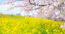 ひとり世帯の現代人が知っておきたい「桜葬墓地」とは何か