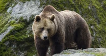 無差別に牛を襲った怪物ヒグマ「OSO18」の奇妙な点を専門家が解説…実はヒグマの９割が「一生に一度も肉を食べない」