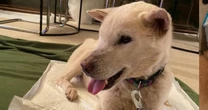 頭から血を流し、水も飲めず…「里親になり手のない保護犬猫」が愛される喜びを知った瞬間