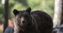 牛を襲い「7600万円もの被害」を出した「OSO18」から酪農家を守れ…凶暴ヒグマに挑む林政係の苦悩