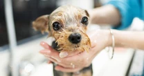 愛犬を亡くしてから平和な結婚生活が崩れた…40歳男性が38歳元妻と同居し続ける理由