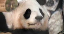 和歌山アドベンチャーワールドのパンダ4頭が中国へ…約3000人が参列した歓送セレモニールポ【良浜・結浜・彩浜・楓浜】