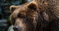 ４年間で一度も目撃されなかった「忍者グマ」OSO18の驚きの移動ルート…実は地元独自の「地名」が伏線だった！