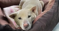 飼い主に見捨てられた「病気の老犬」に最後まで寄り添った人々