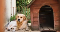 杉本彩が指摘「＃犬をしまえ」がなぜ大事か…猛暑やゲリラ豪雨でも外飼いされる犬たちの地獄