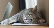 「禁止にする」では足りない！動物行動学のプロが教える「テーブルに上がる」猫のしつけ方
