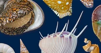 貝は”進化の制限”が少ない！鉄のうろこ、他の生物で偽装……その不思議な形や生態の多様性から進化の分かれ道を探る