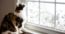 猫が外に出ないのに家中の網戸を開けて回るのはなぜ？行動学のプロが教える驚愕の理由