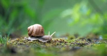 「角張っているカタツムリの殻」はなぜ生まれた？…「丸い」だけじゃない、カタツムリの殻に見る進化の不思議