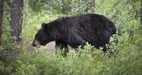 「OSO18は全て見通しているのか」…ハンターたちの「１週間待ち伏せ作戦」を嘲笑う、賢すぎるヒグマの行動