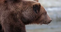 「牛66頭を無差別に襲ったヒグマ」OSO18の始まりの物語…突然変異の怪物ヒグマの「最初の被害者」が見た「異様な現場」