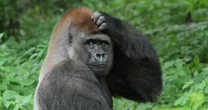 「スマホを捨てて、森へ帰れ」動物園のゴリラにスマホを見せてみたら…「予想外の事態」が待ち受けていた！