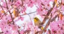 ウグイスは「ウグイス色」じゃない!?　桜の花を突ついているあの鳥は実は