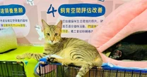 杉本彩が感動！「保護猫界隈」で今話題、台湾『猫村』のしくみは猫にとって天国だった