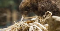 なぜキウイは体の大きさに見合わない、「巨大な卵」を産むようになったのか？…生物がもつ「性質」の進化の謎