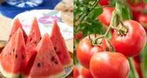 夏バテ気味のときの「水分補給」によりオススメなのは？ 「スイカ or トマト」