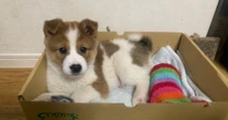 牛舎の番犬とつがい数匹の子犬を育てる野良犬。牛舎の引っ越しで父犬も餌場も失った母犬の運命