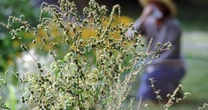 花粉症患者が増え続ける「恐ろしい現実」…糖分を控えるだけで症状が抑えられる…！