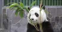 【独自取材】パンダのタンタン、剥製で中国へ――王子動物園の獣医師と広報が語る「静かな帰国」