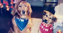 最期に立ち会えなくても…ゴミ袋から助け出し13歳と11カ月で看取った保護犬に今思うこと