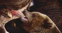 怪物ヒグマ「OSO18」は永遠に捕まらない？…諦めかけたとき、監視カメラに写り込んだ「牛を引きちぎる巨大な影」