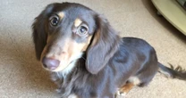愛犬がほかの犬に吠えまくる理由を専門家が解説「尻尾は振っているのに」