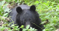 【衝撃写真】「クマが里中に住み着いている」…！岩手の猟師たちが警告する「殺人ツキノワグマ」の正体