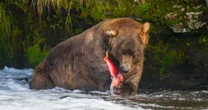 3週間明かされなかった、忍者ヒグマ「OSO18」の捕獲…唐突な幕引きと、謎が錯綜する現場の「舞台裏」