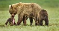凶暴ヒグマ「OSO18」が再び出現…捕獲の撮影に行き詰まっていた取材班の「新たな希望」