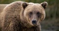 遂に捉えた凶暴ヒグマ「OSO18」の全貌！…撮影成功のカギは「襲った牛に執着する習性」だった