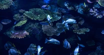 「水族館の神」プロデュースの「カワスイ」がコロナ禍による入場者急減で倒産…資金調達スキーム「GK‐TK」の実態