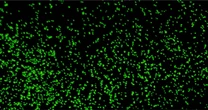 年齢1億歳の微生物を発見？ 海底下地質試料に存在する微生物から、生と死が「1か、0か」ではないと研究者が考える理由