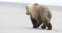 雪解けまでにクマの足跡を見つけ出せ！…”忍者ヒグマ”「OSO18」の神出鬼没な行動に翻弄されるハンターたちの苦悩