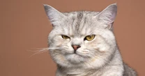 呼んでも来ない、抱っこも嫌がる飼い猫に「好かれているかどうか」を見極めるたったひとつの方法