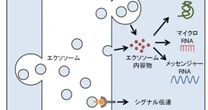 「日本人」の死亡原因TOP2「がん」「心臓病」に加えて「糖尿病」「アルツハイマー」にも効果か…「エクソソーム」とはなにか